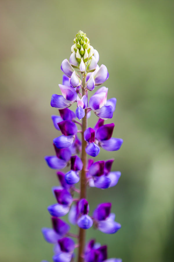 Arroyo Lupine Seeds