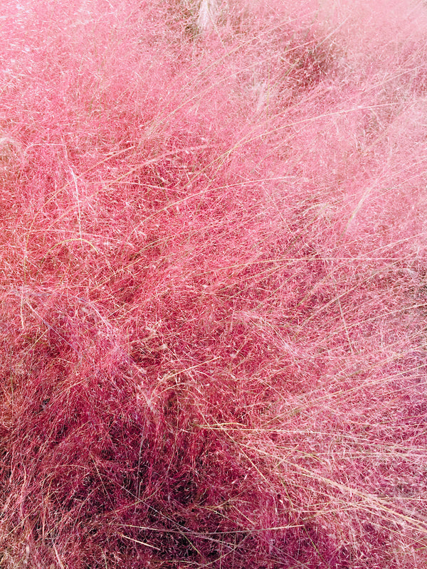 Pink Muhly Grass Seeds