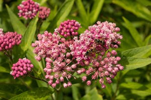 Swamp Milkweed Seeds