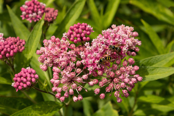 Swamp Milkweed Seeds