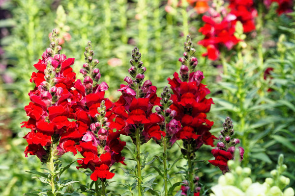 ’Ruby’ Snapdragon Seeds
