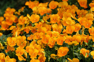 Orange Sun Pansy Seeds