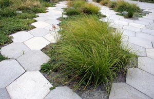 Tufted Harigrass Seeds
