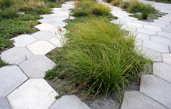 Tufted Harigrass Seeds