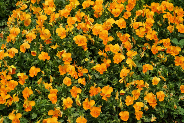 Orange Sun Pansy Seeds