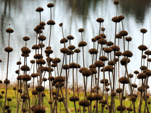Klip Dagga/Lion's Ear Seeds