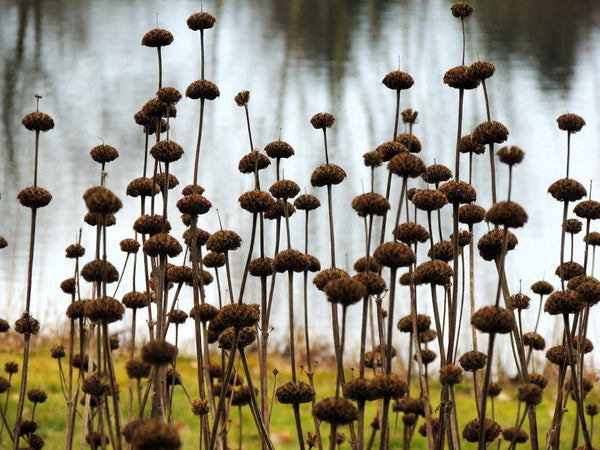 Klip Dagga/Lion's Ear Seeds