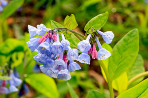 Virginia Bluebells Seeds