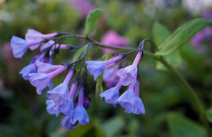 Virginia Bluebells Seeds