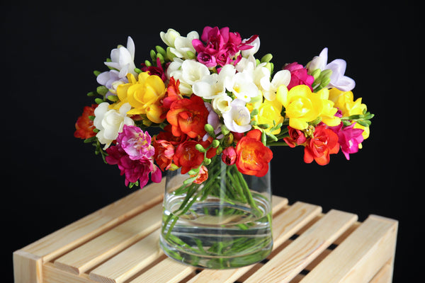 Royal Champion Mix Freesia Seeds