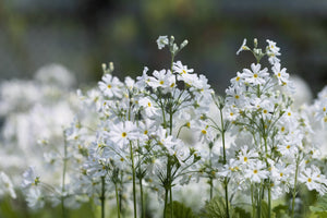 Fairy Primrose Seeds