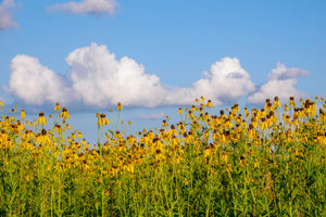 Yellow Coneflower Seeds