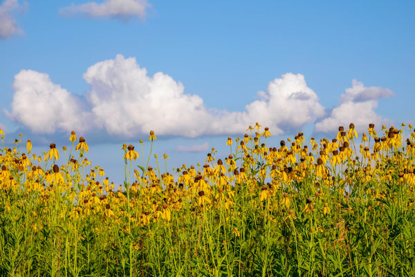 Yellow Coneflower Seeds
