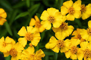 Mexican Marigold Seeds