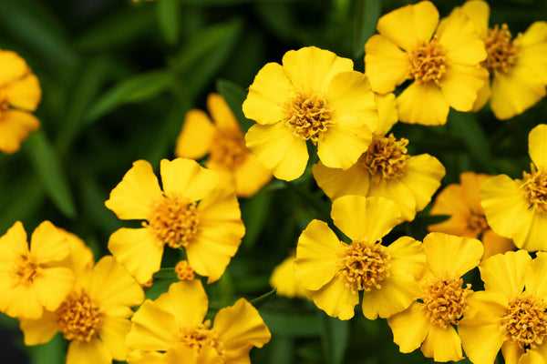 Mexican Marigold Seeds