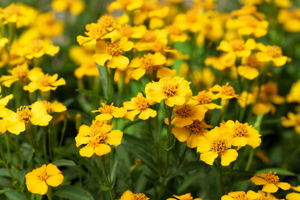 Mexican Marigold Seeds