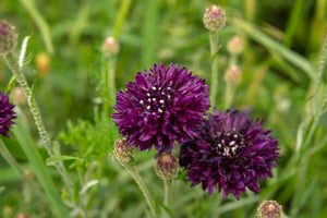 Black Bachelor's Button Seeds