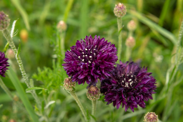 Black Bachelor's Button Seeds