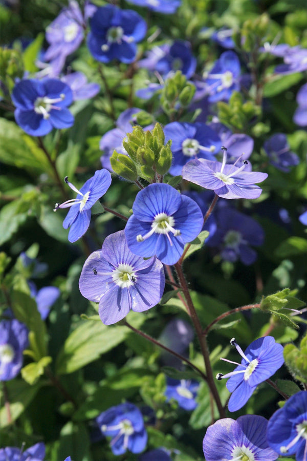 Creeping Blue Speedwell Seeds