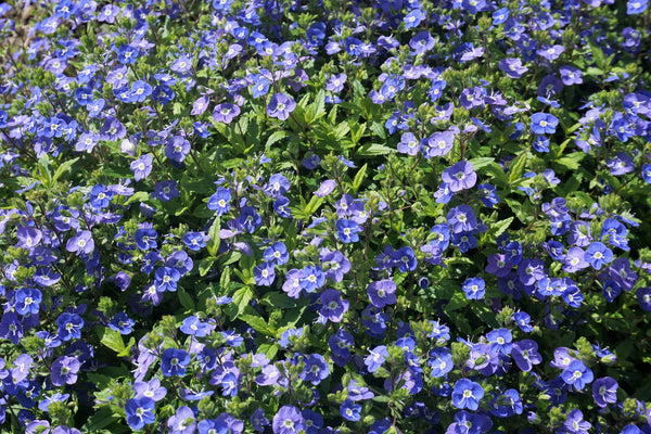 Creeping Blue Speedwell Seeds
