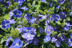 Creeping Blue Speedwell Seeds