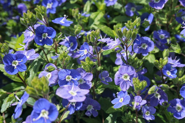 Creeping Blue Speedwell Seeds