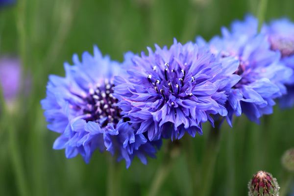 Tall Blue Bachelor’s Button Seeds