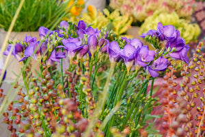 Royal Champion Mix Freesia Seeds