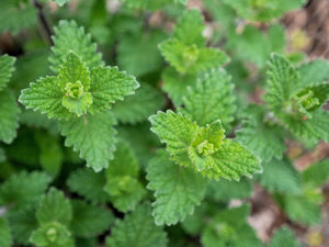 Catmint Seeds