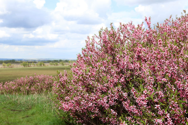 Dwarf 'Russian Almond' Shrub Seeds