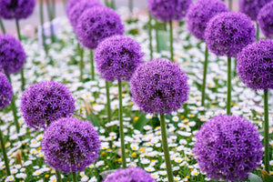 Giant Allium Seeds