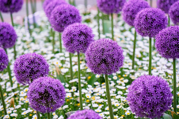 Giant Allium Seeds