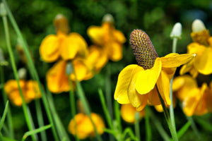 Clasping Coneflower Seeds