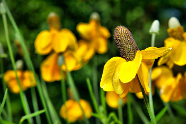 Clasping Coneflower Seeds