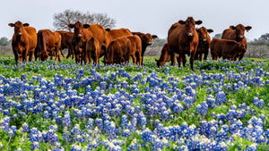 Texas Bluebonnet Lupine Seeds