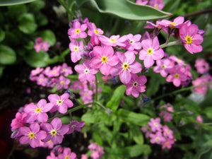 Forget Me Not Seeds - Mix