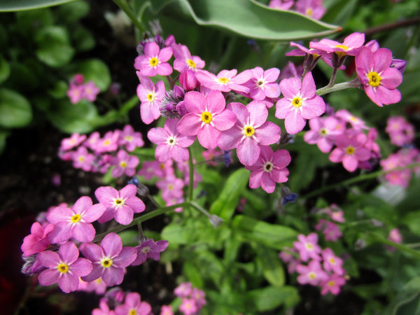 Forget Me Not Seeds - Mix