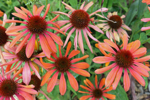 Cheyenne Spirit Coneflower Seeds