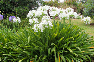 White Lily of the Nile Seeds