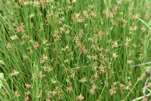 Soft Rush Seeds