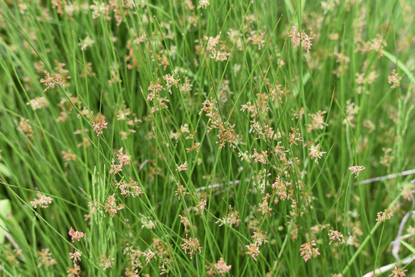 Soft Rush Seeds