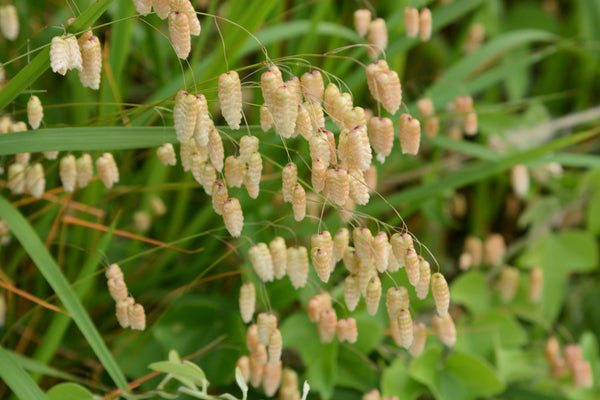 Quaking Grass Seeds