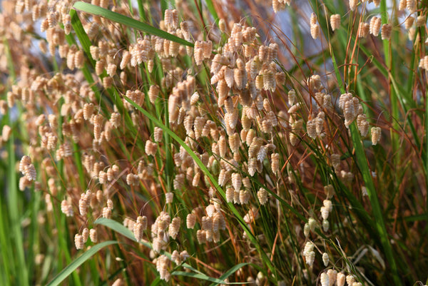 Quaking Grass Seeds