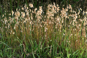 Quaking Grass Seeds