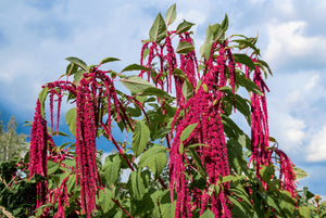 Love Lies Bleeding Amaranthus Seeds