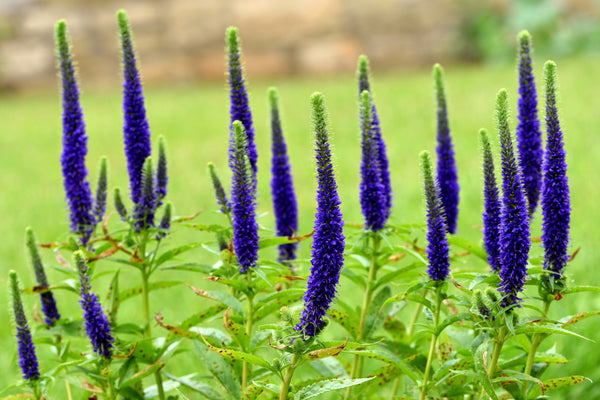 Blue Bouquet Veronica Seeds