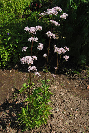 Valerian Seeds