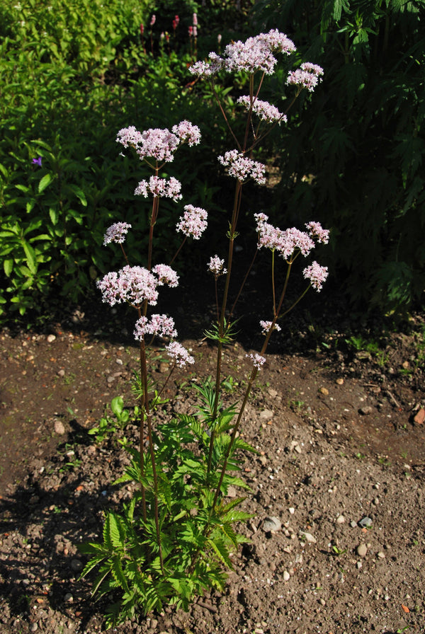 Valerian Seeds