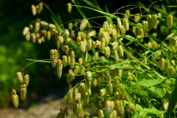 Quaking Grass Seeds