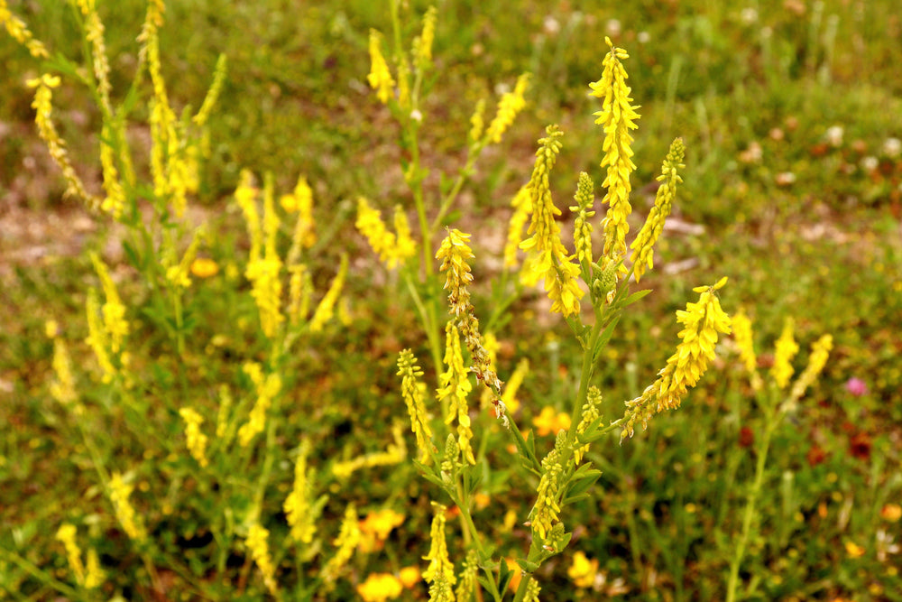 Yellow Sweet Clover Cover Crop Seeds